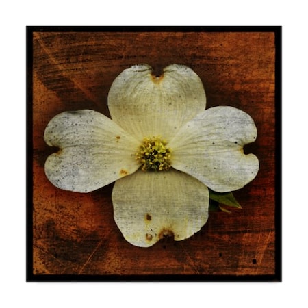 John W. Golden 'White Dogwood' Canvas Art,14x14